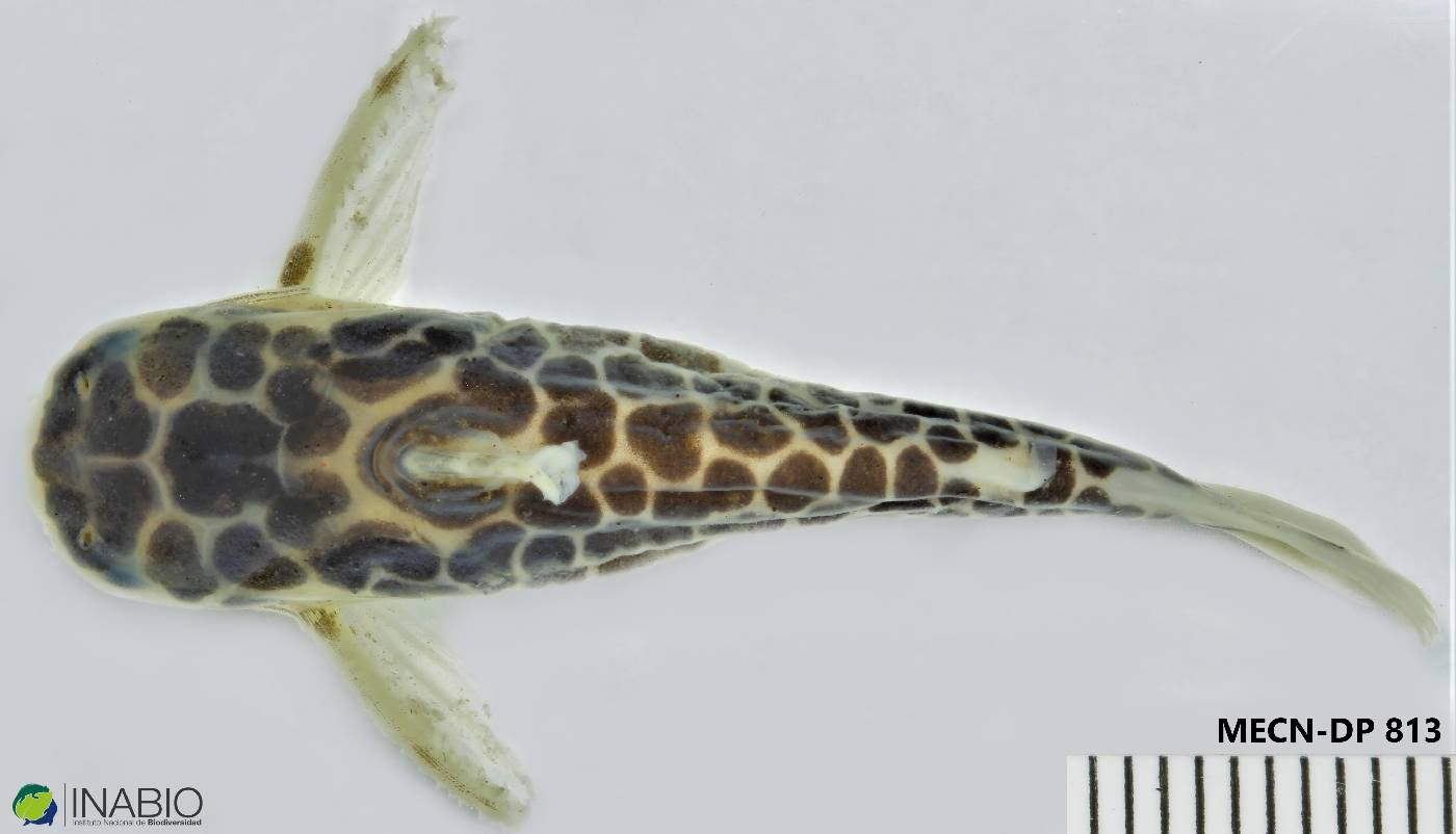 Centromochlus perugiae image