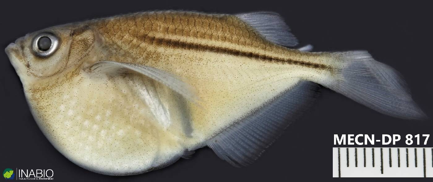 Gasteropelecus image