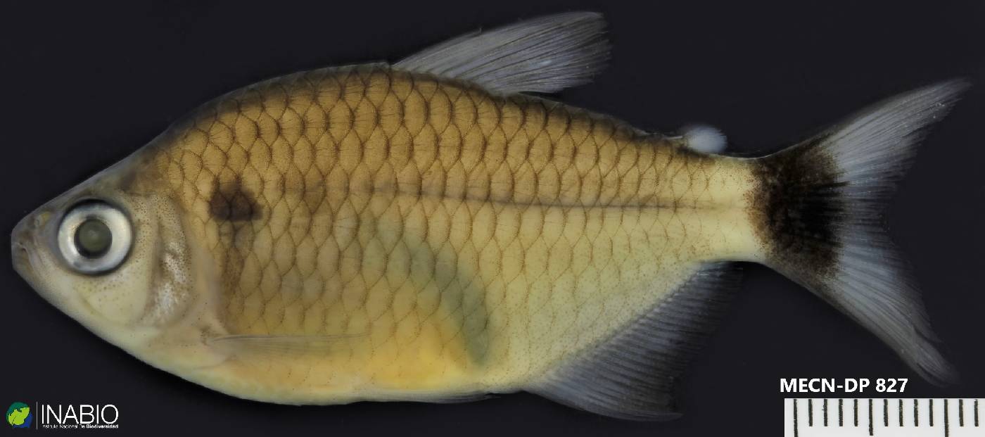 Moenkhausia oligolepis image