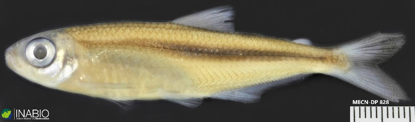 Bryconops giacopinii image