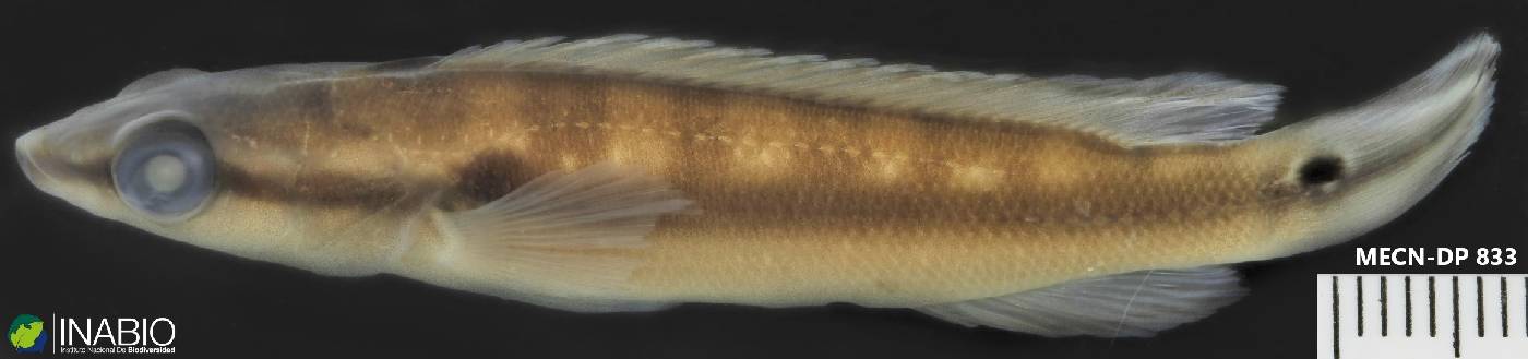 Crenicichla image