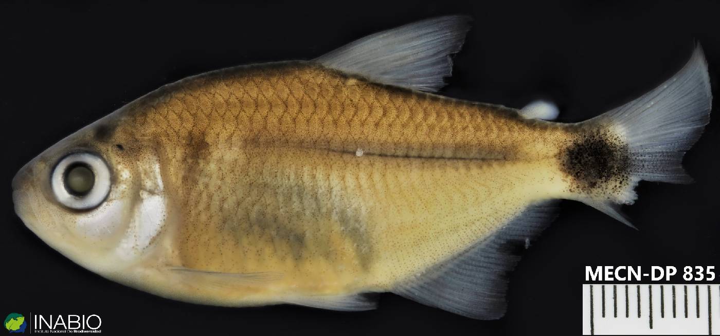 Moenkhausia oligolepis image