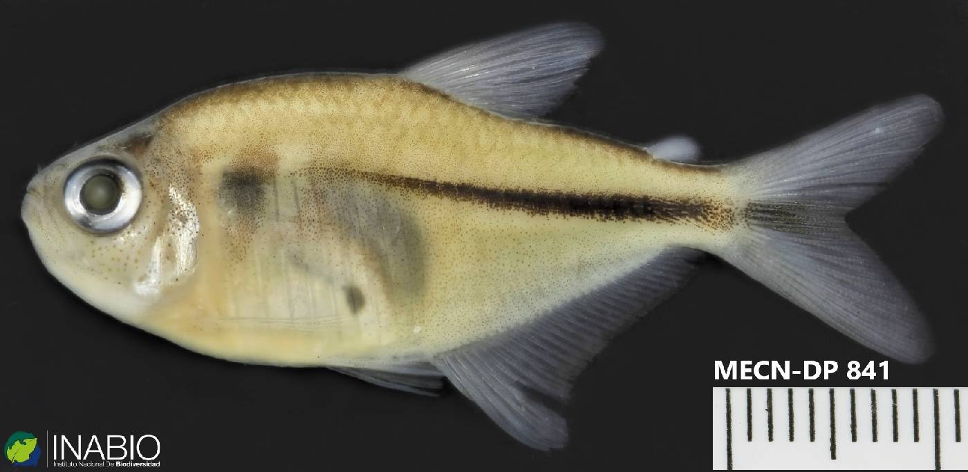 Hemigrammus image