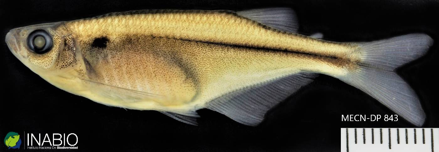Chrysobrycon hesperus image
