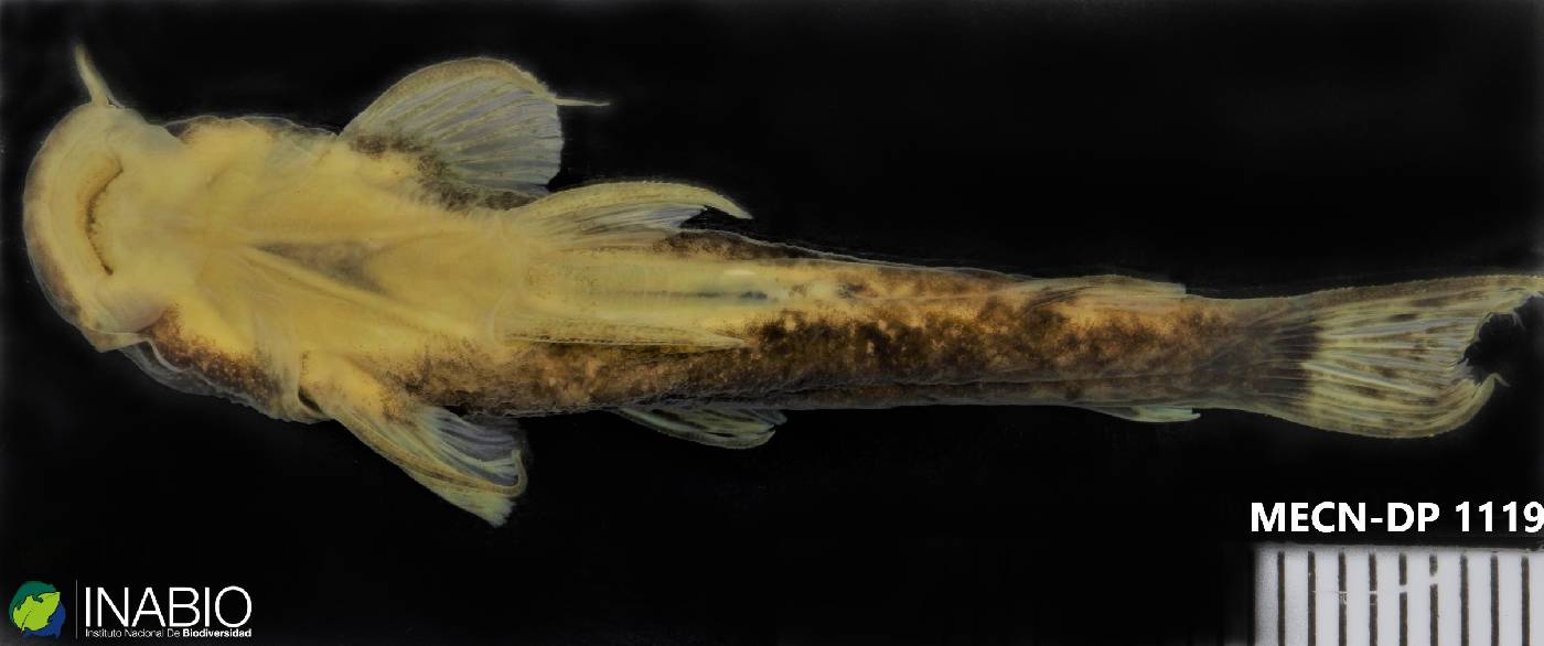 Astroblepidae image