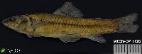 Characidium etheostoma image