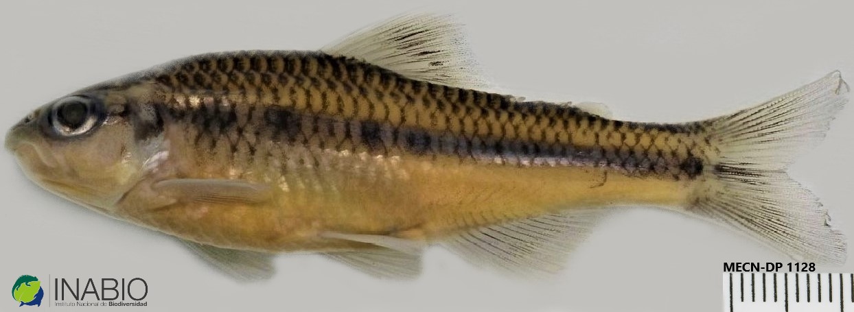 Creagrutus amoenus image