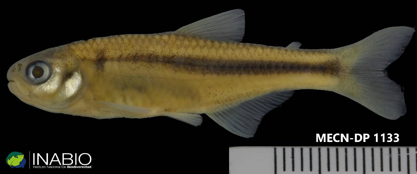 Bryconamericus image