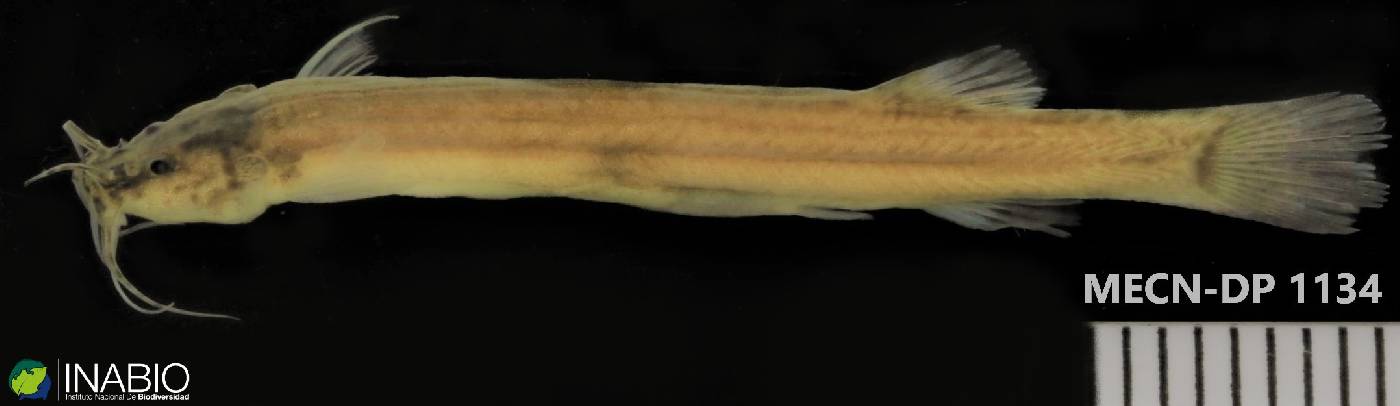 Trichomycteridae image