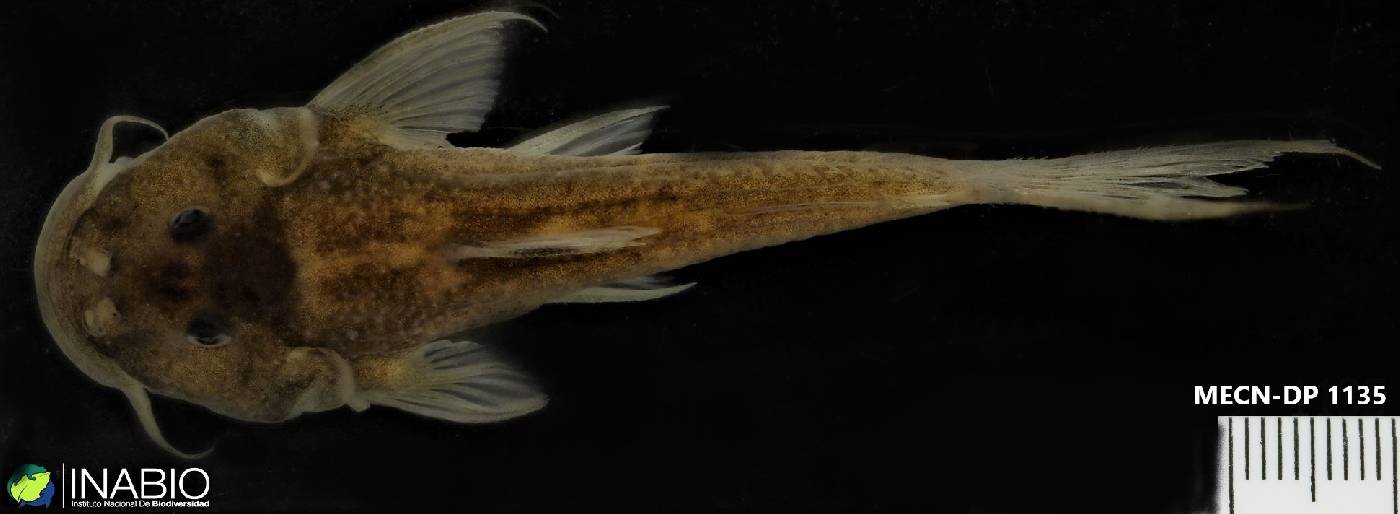Astroblepidae image