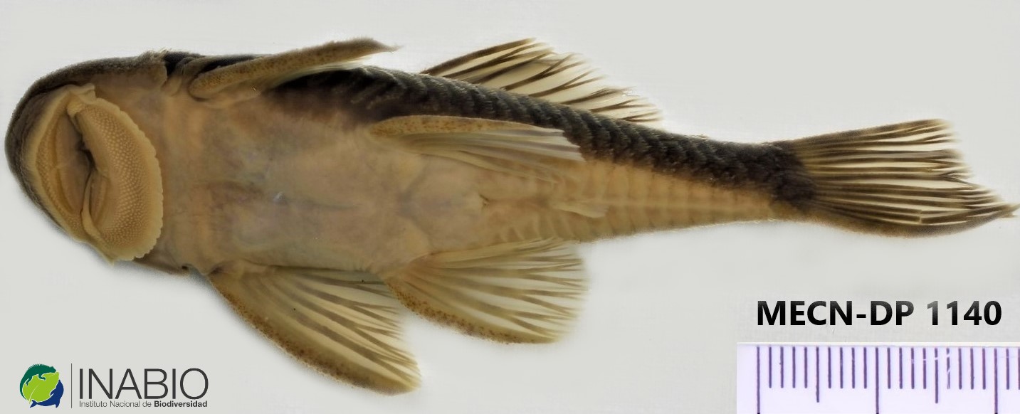 Chaetostoma image