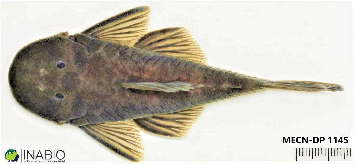 Chaetostoma image