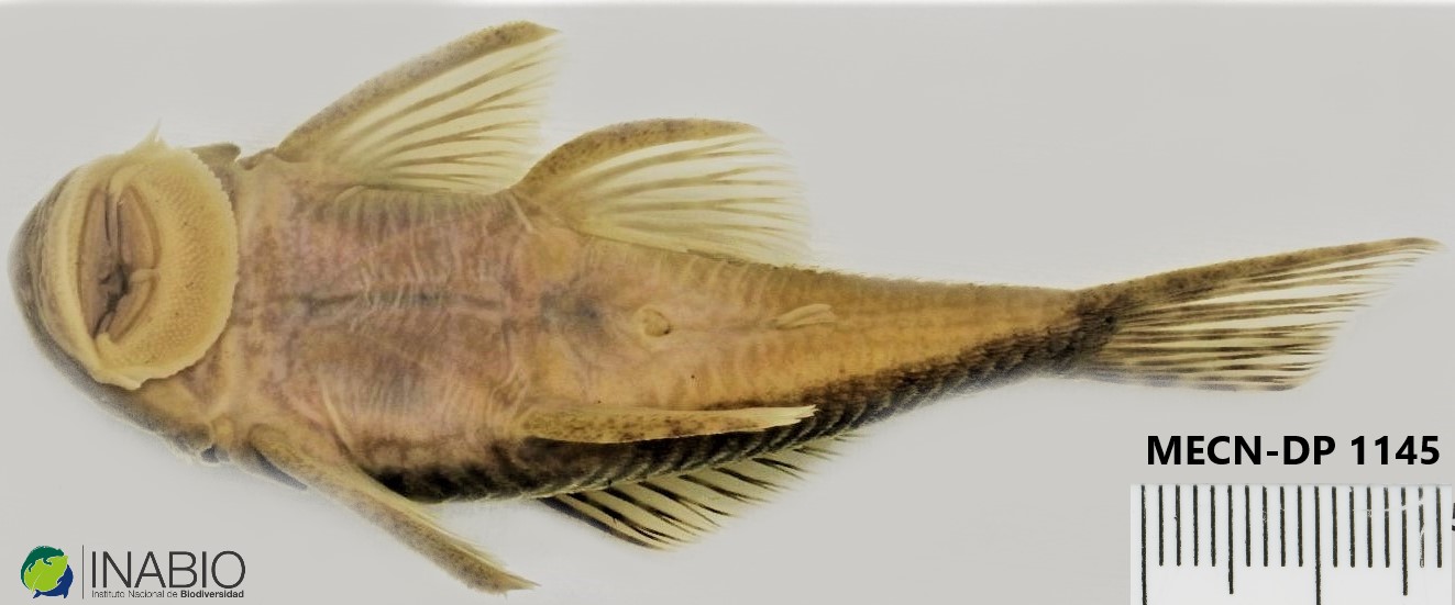 Chaetostoma microps image