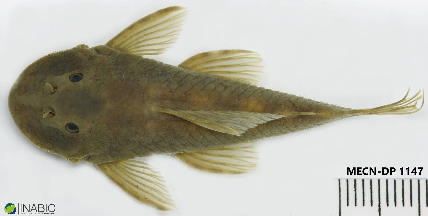 Chaetostoma microps image