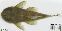 Chaetostoma microps image