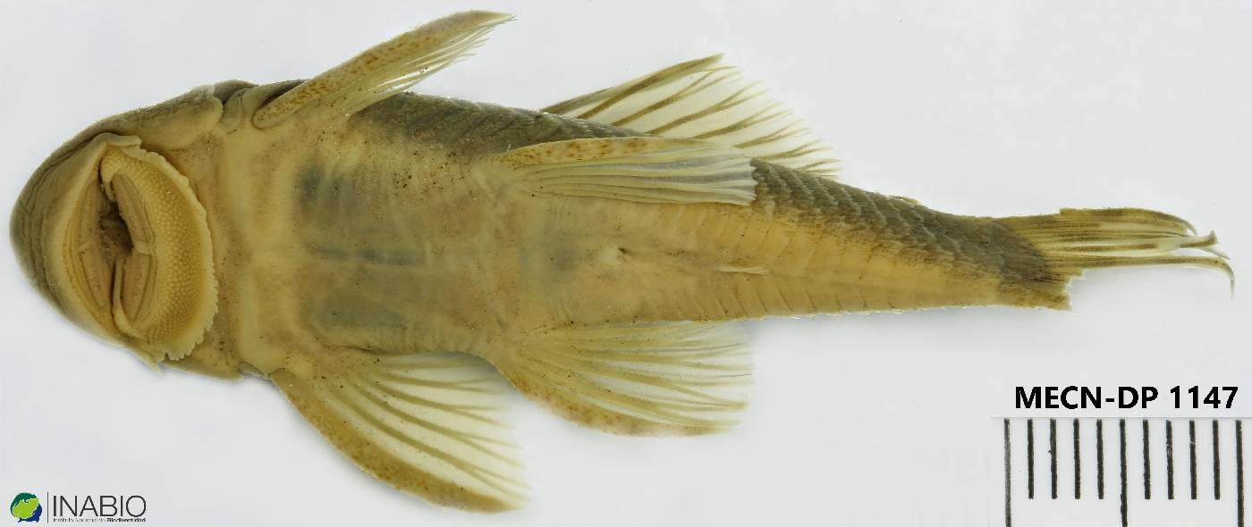 Chaetostoma microps image