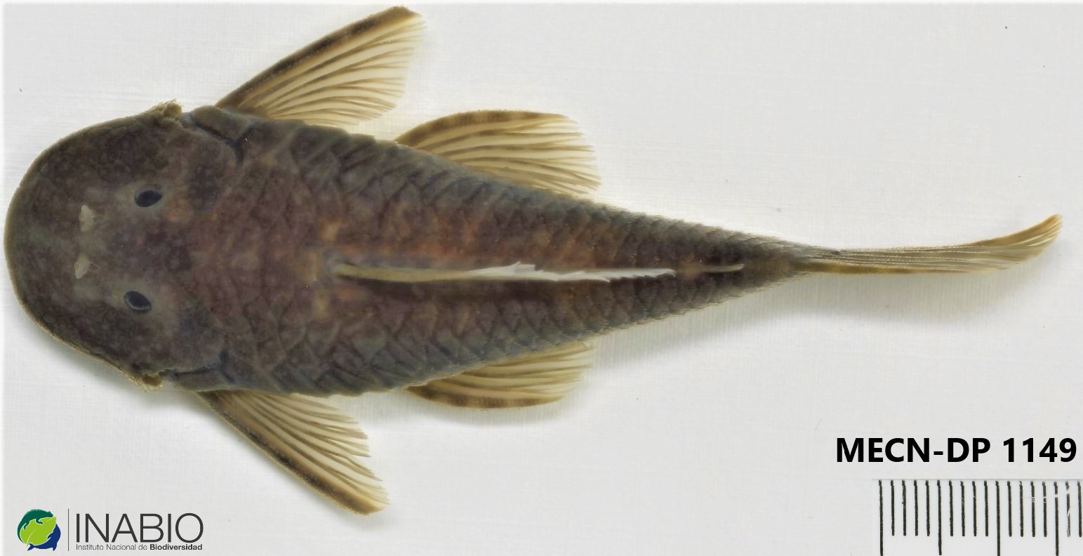 Chaetostoma image