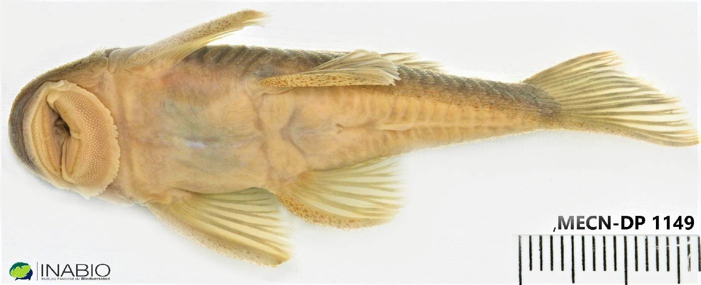 Chaetostoma image