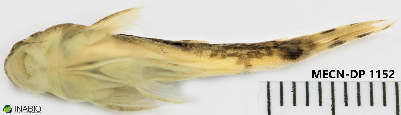 Astroblepidae image