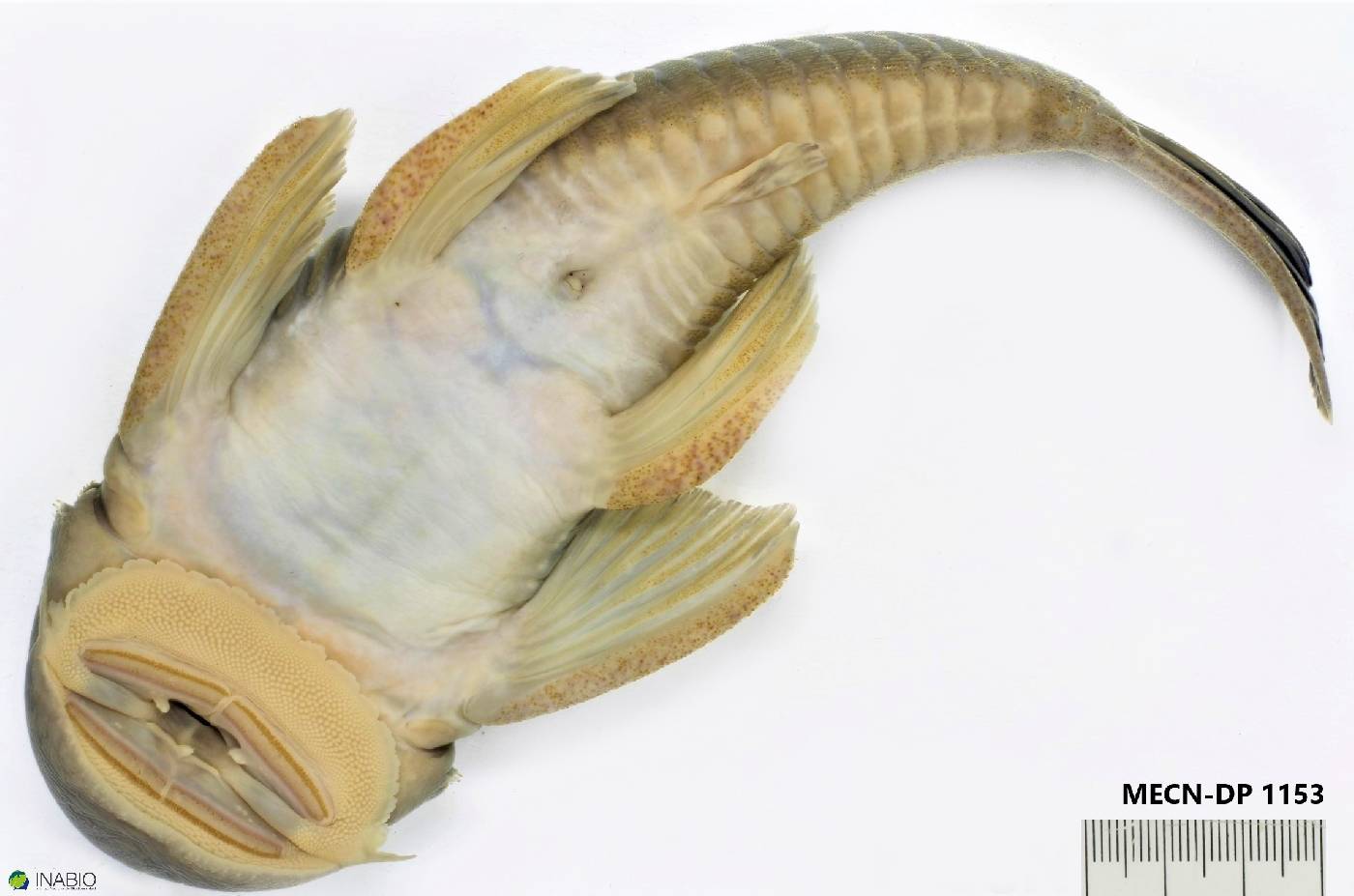 Chaetostoma breve image