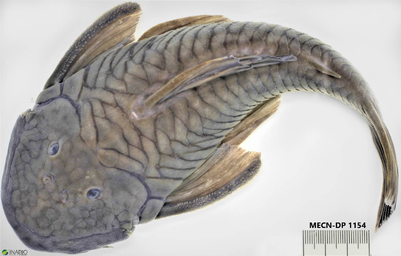 Chaetostoma image