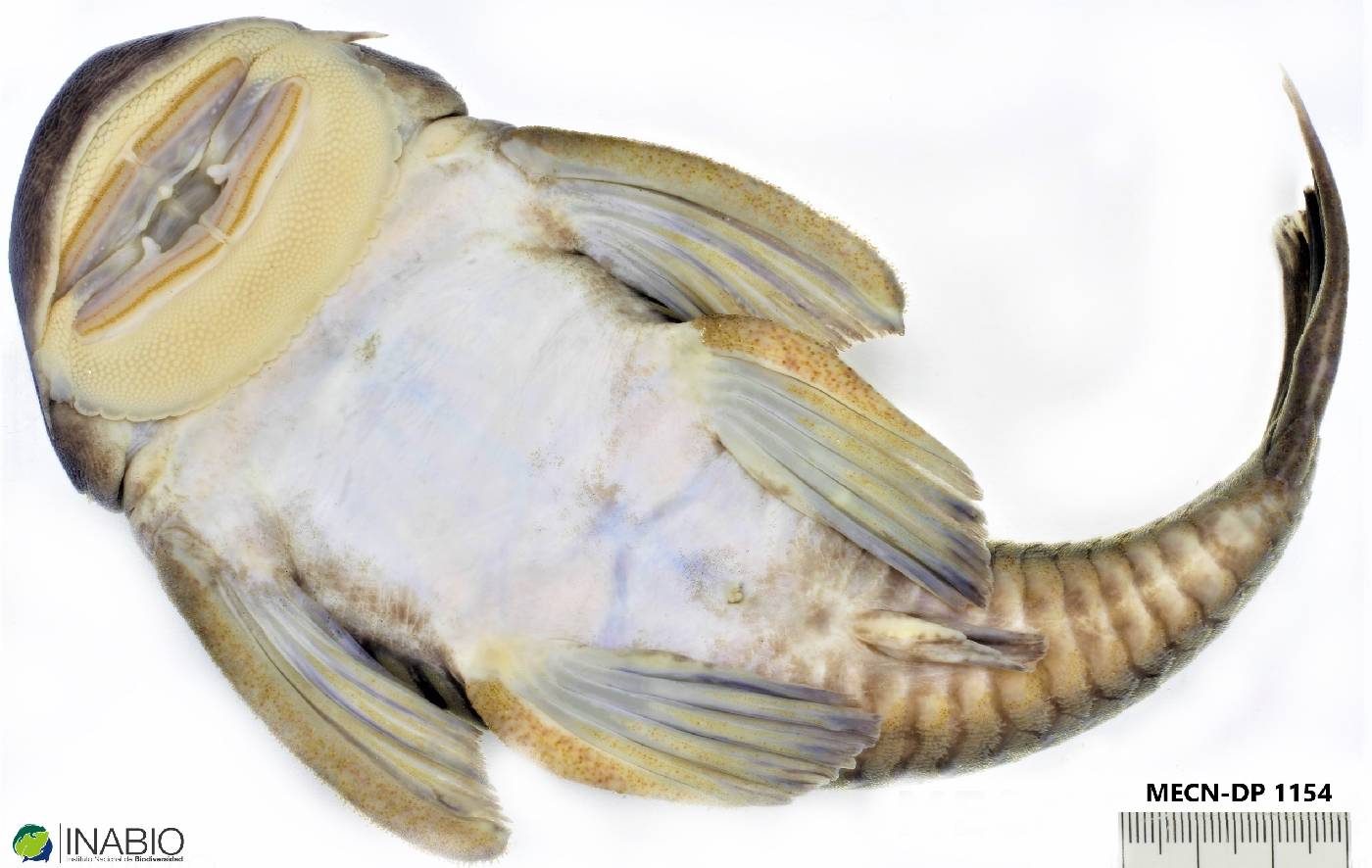 Chaetostoma image
