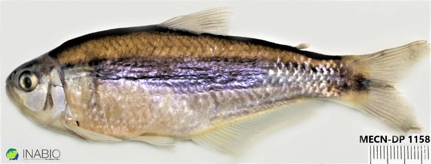 Bryconamericus image