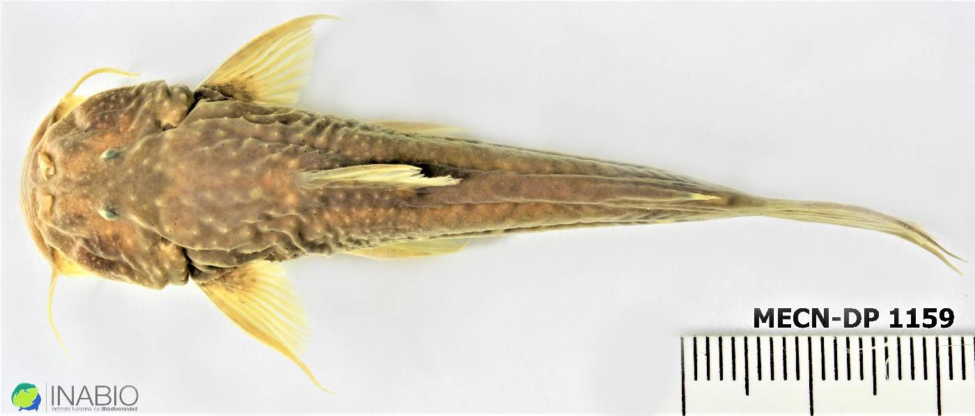 Astroblepidae image