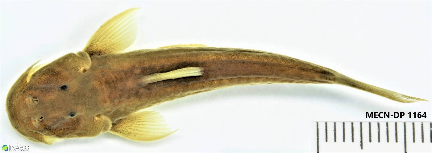 Astroblepus image