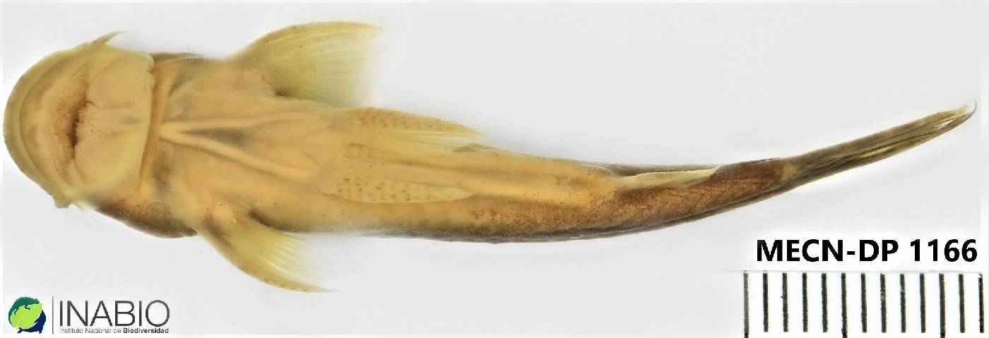 Astroblepidae image