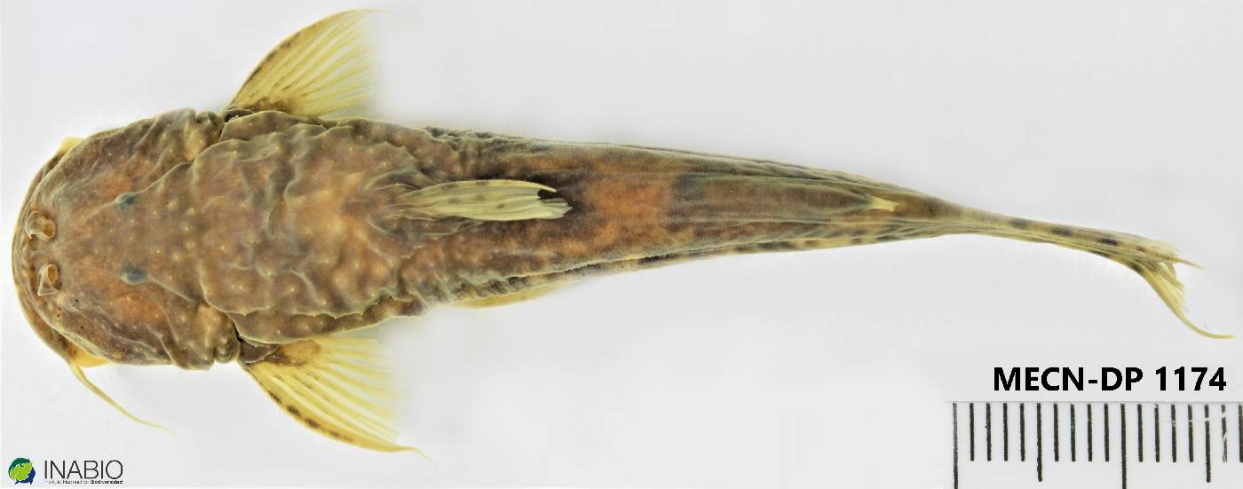 Astroblepus image