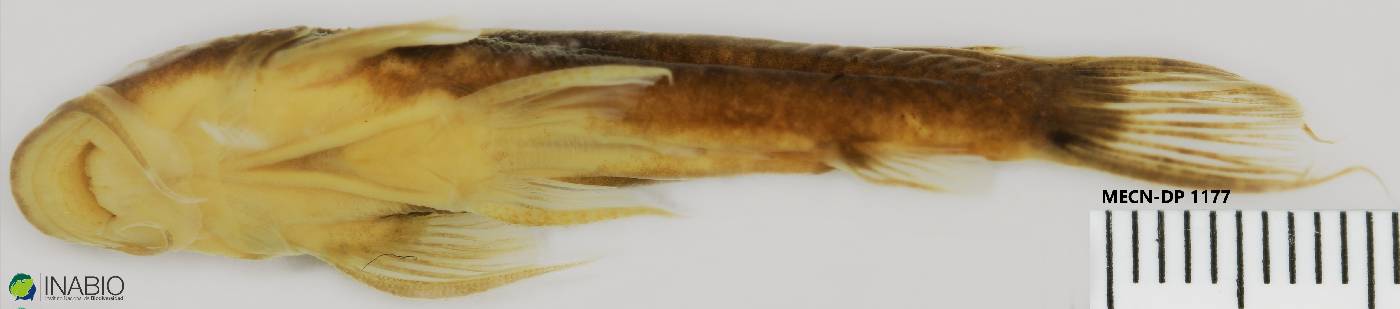 Astroblepidae image