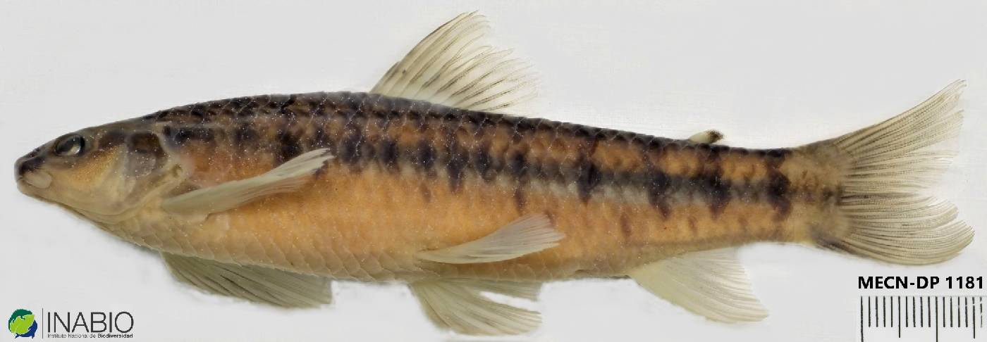 Characidium purpuratum image