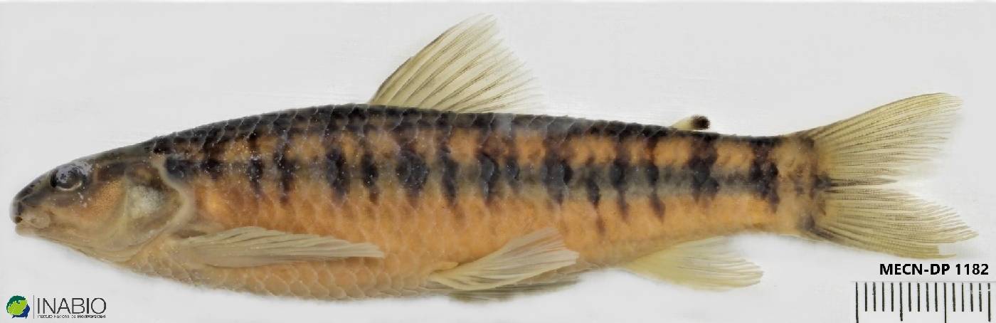 Characidium purpuratum image