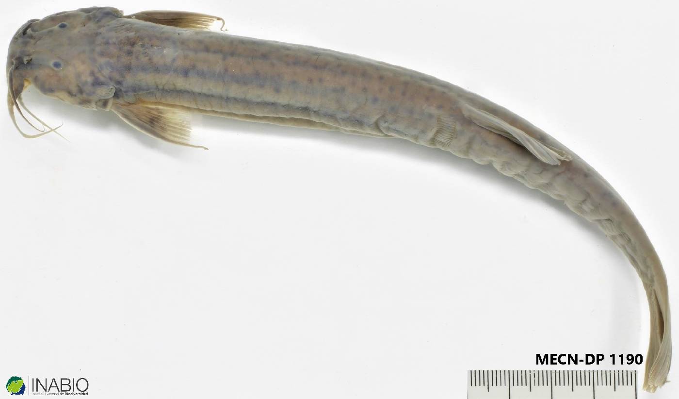 Trichomycterus image