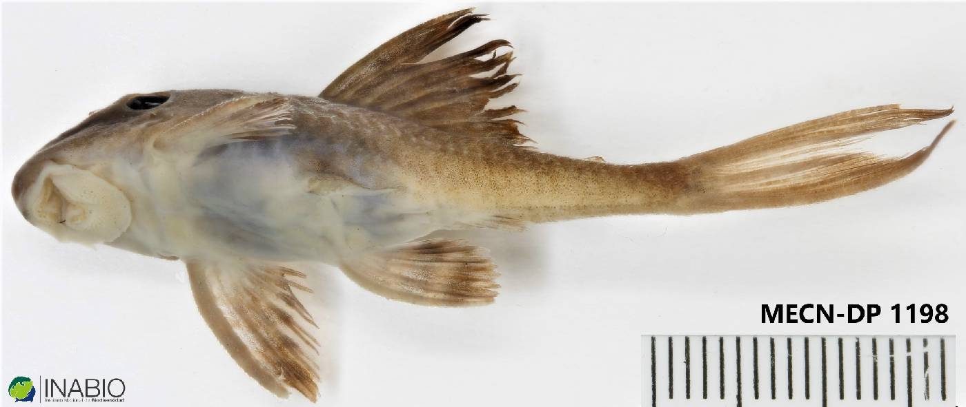 Hypostomus hemicochliodon image