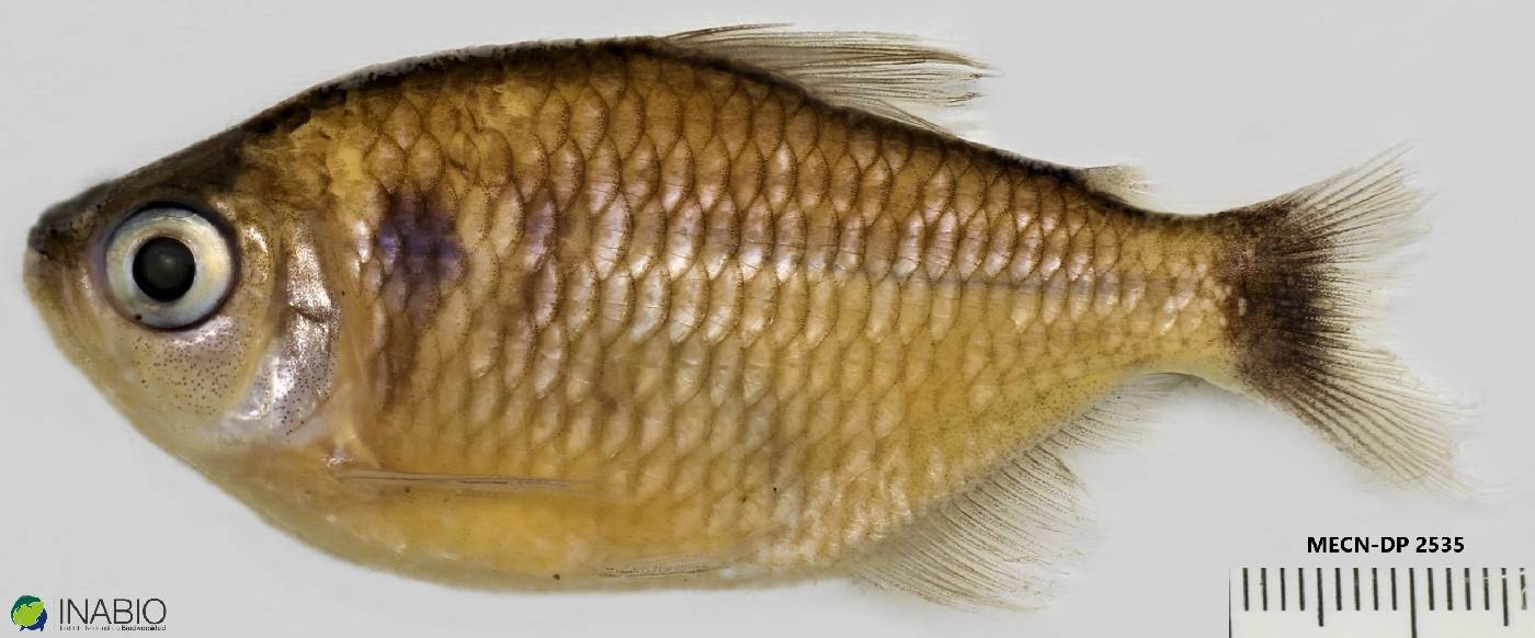 Moenkhausia oligolepis image