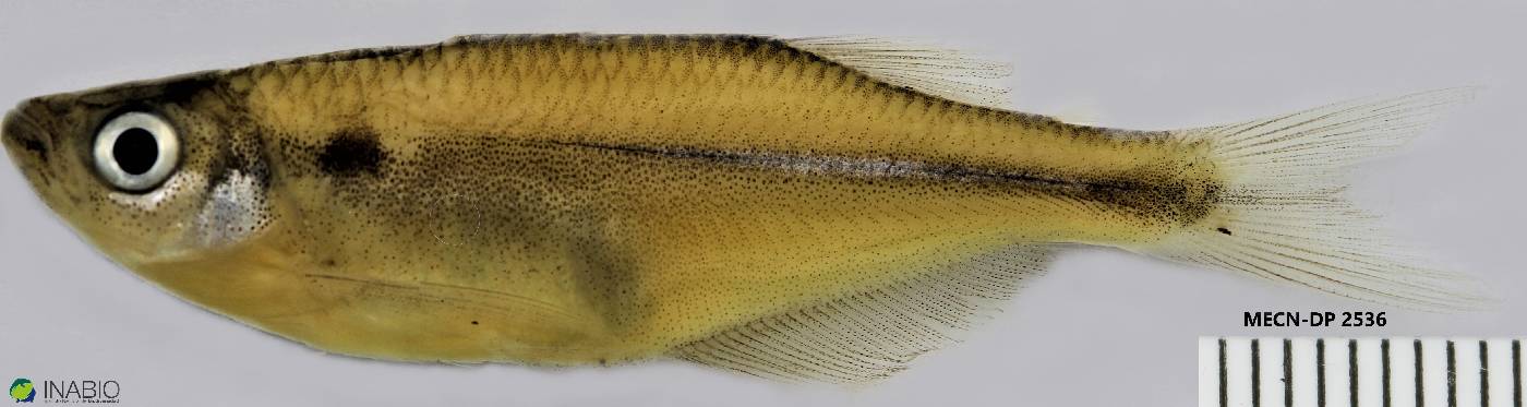 Chrysobrycon hesperus image