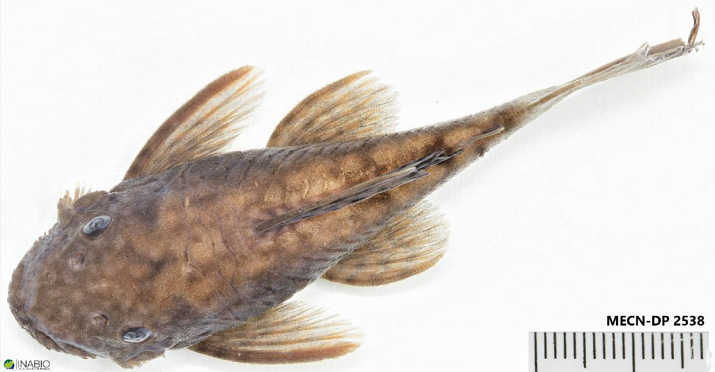 Ancistrus malacops image