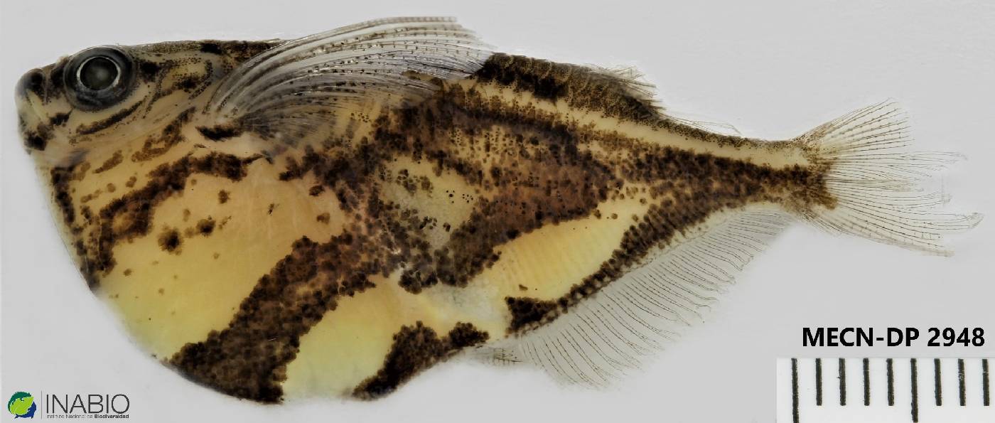 Carnegiella strigata image