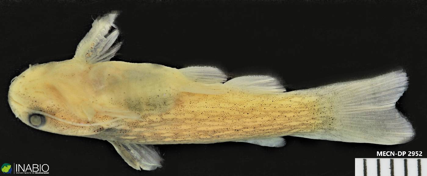 Auchenipteridae image