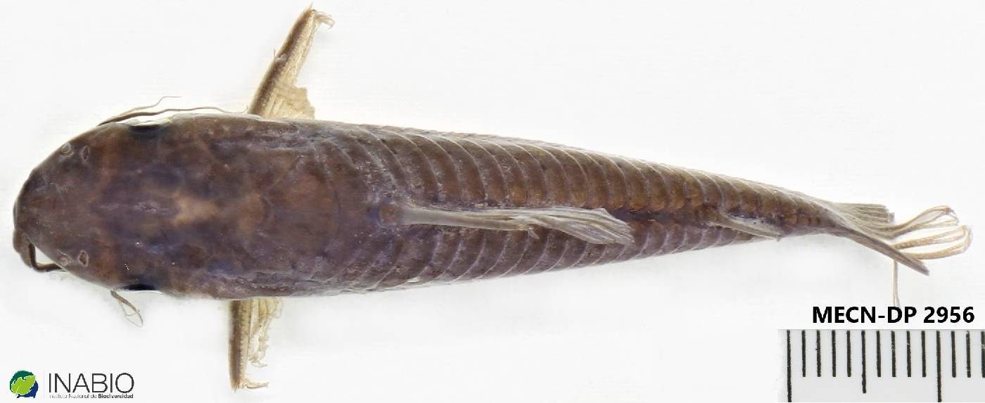 Dianema longibarbis image