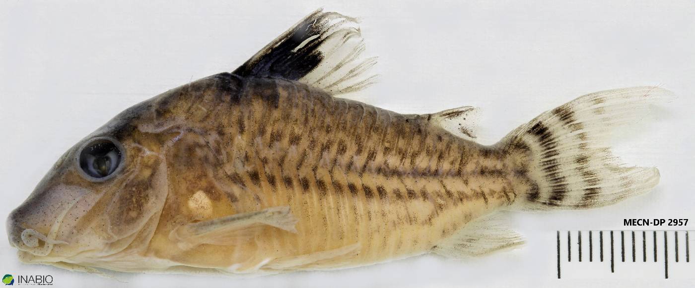 Corydoras ambiacus image