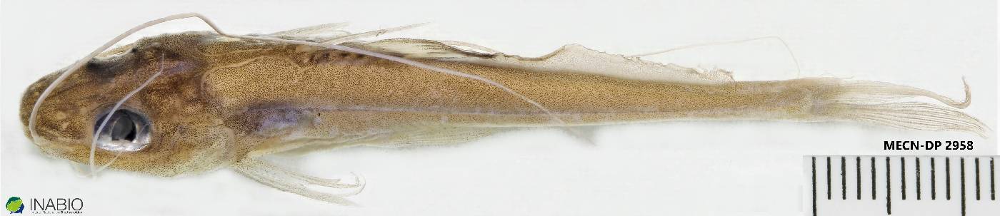 Pimelodella lateristriga image