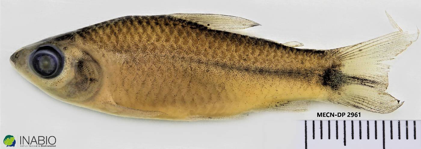 Curimatopsis macrolepis image