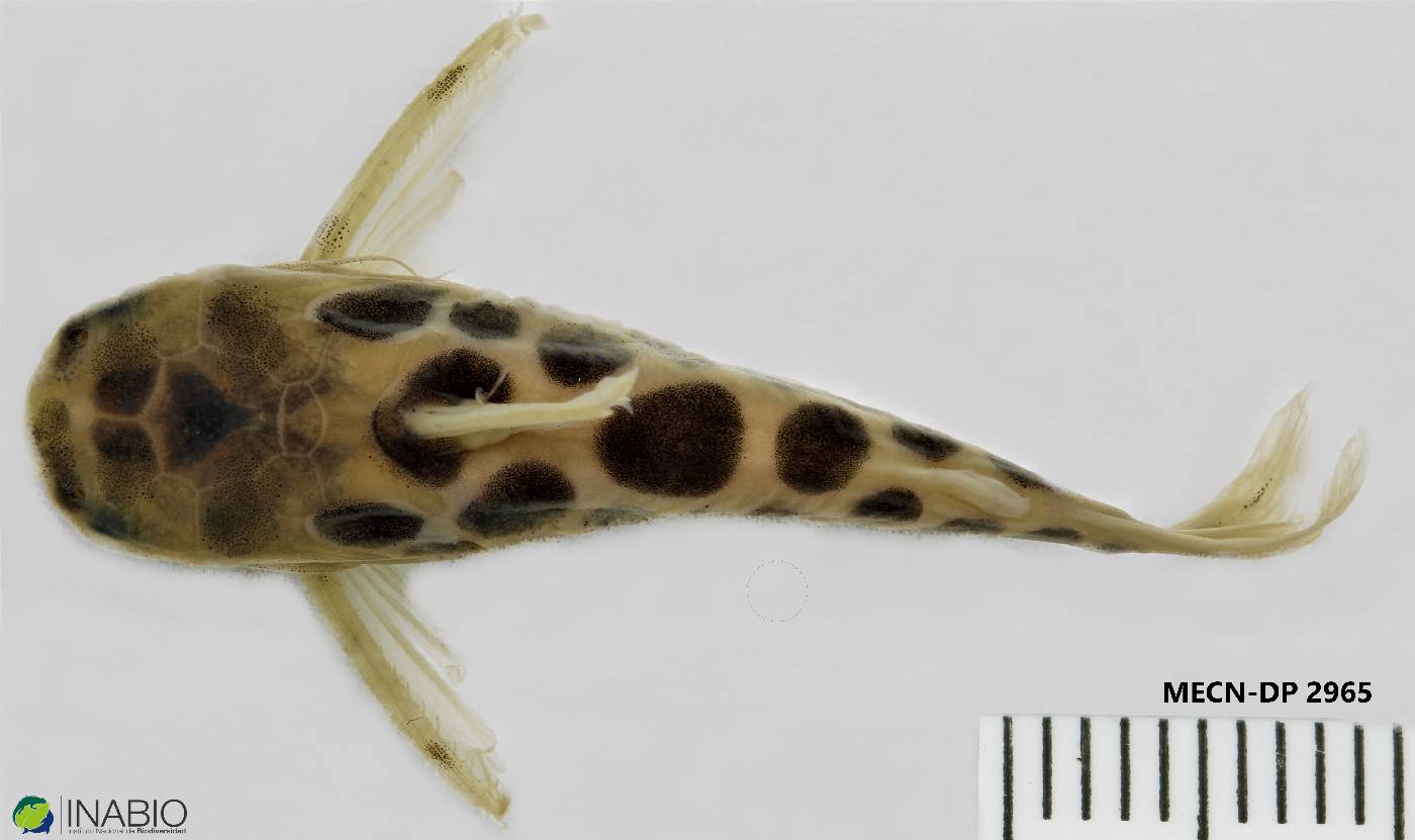 Centromochlus perugiae image