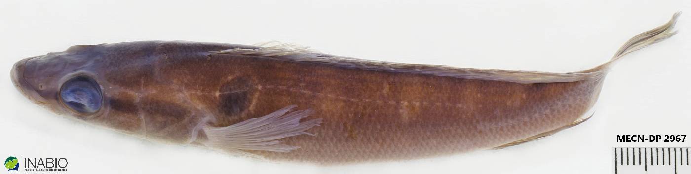 Crenicichla anthurus image