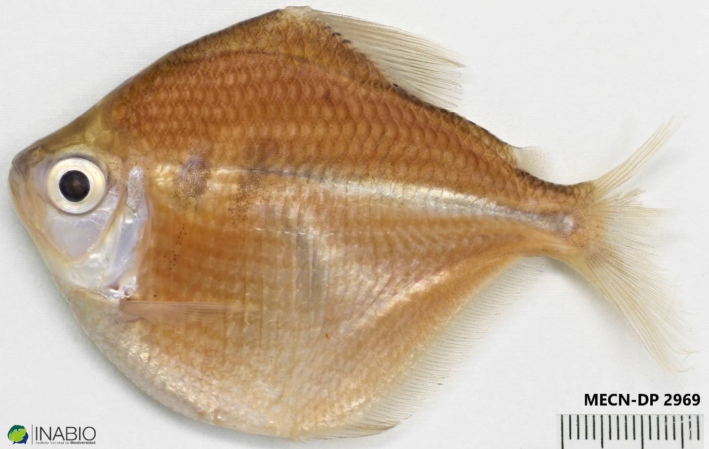 Brachychalcinus nummus image