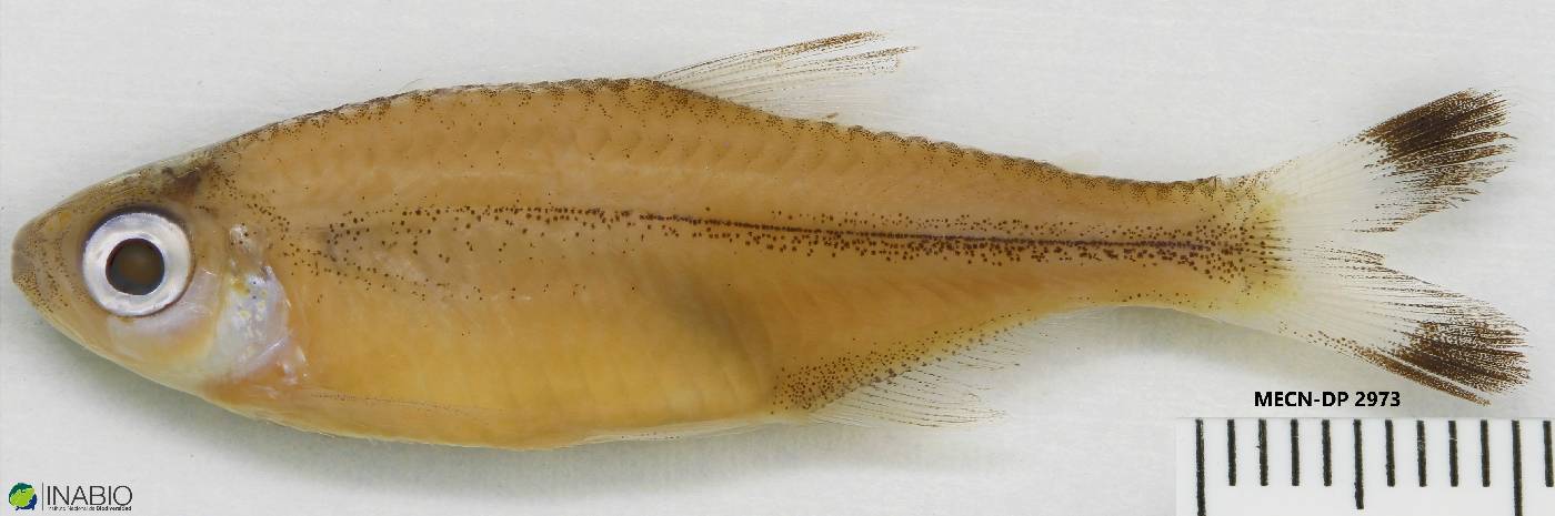 Moenkhausia dichroura image