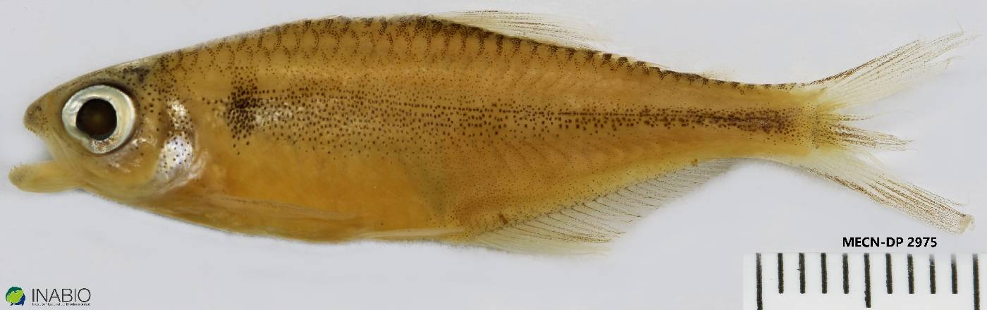 Bryconamericus image